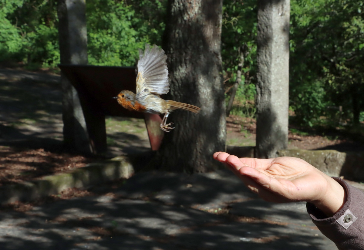 Anilhagem científica de aves selvagens 