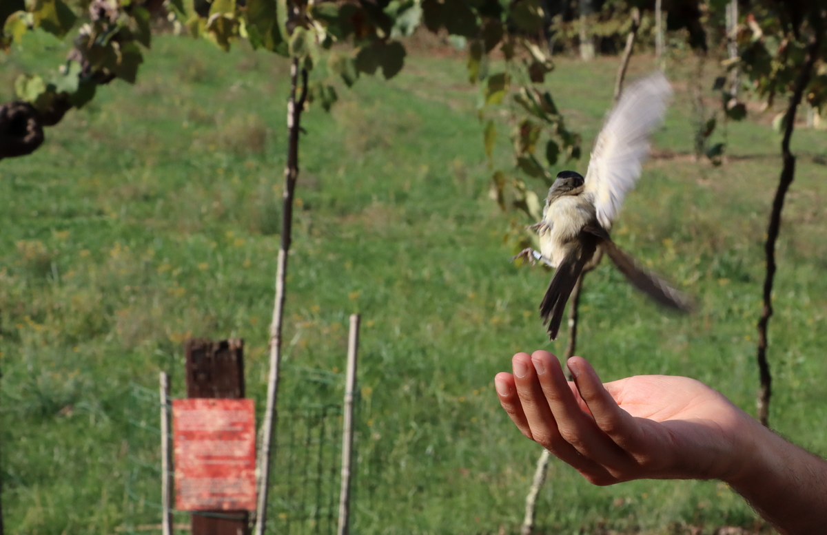 Anilhagem científica de aves selvagens