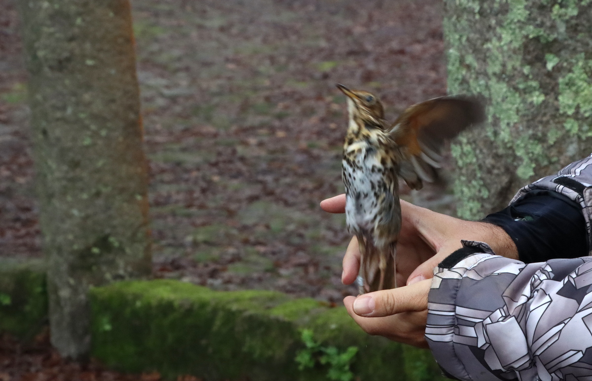 Anilhagem científica de aves selvagens 