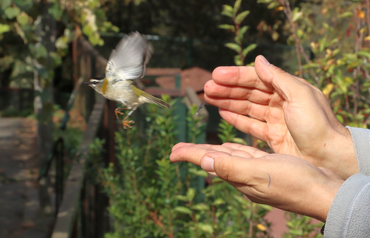 Anilhagem científica de aves selvagens 