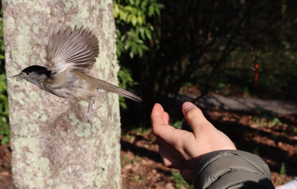 Anilhagem científica de aves selvagens