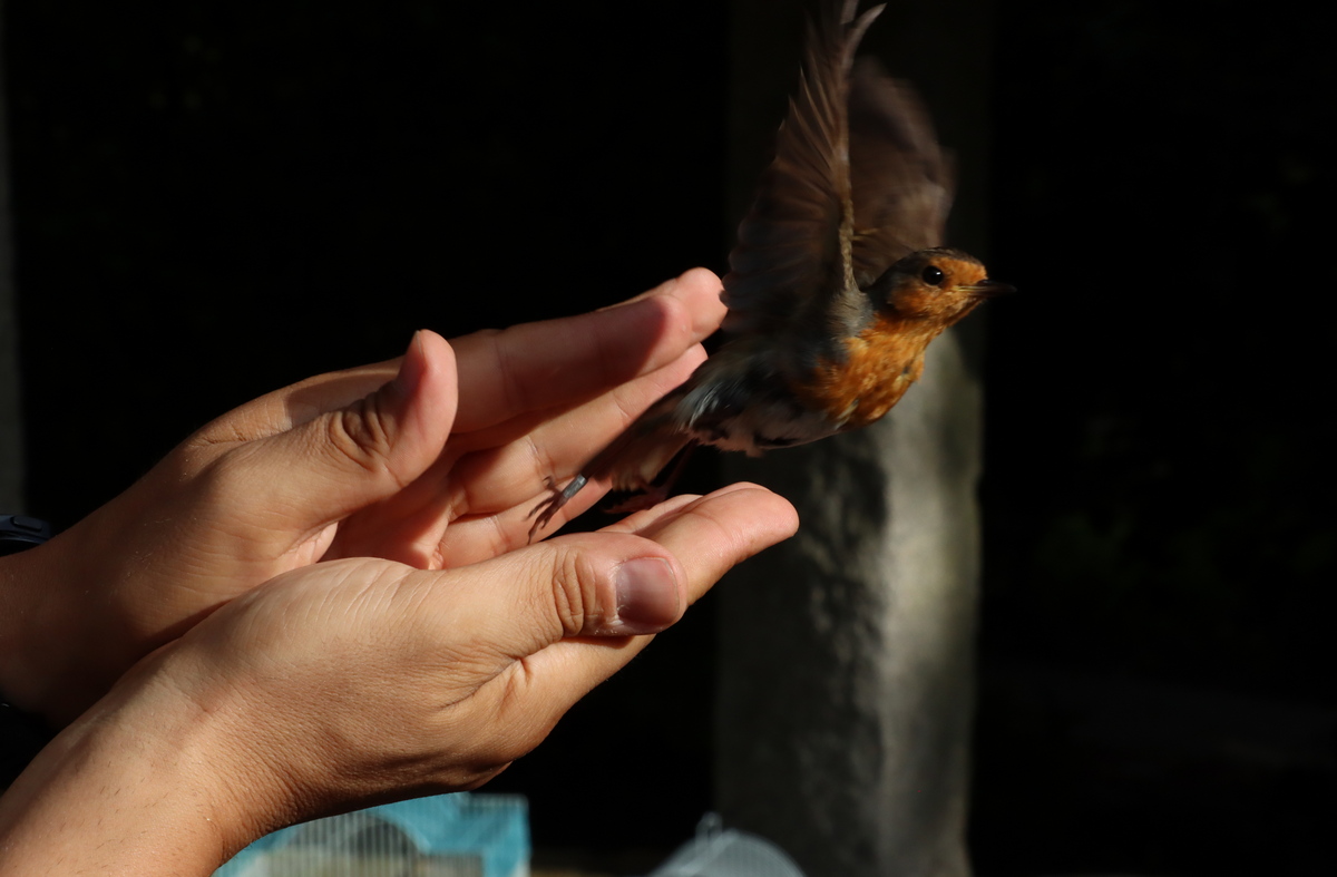 Anilhagem científica de aves selvagens