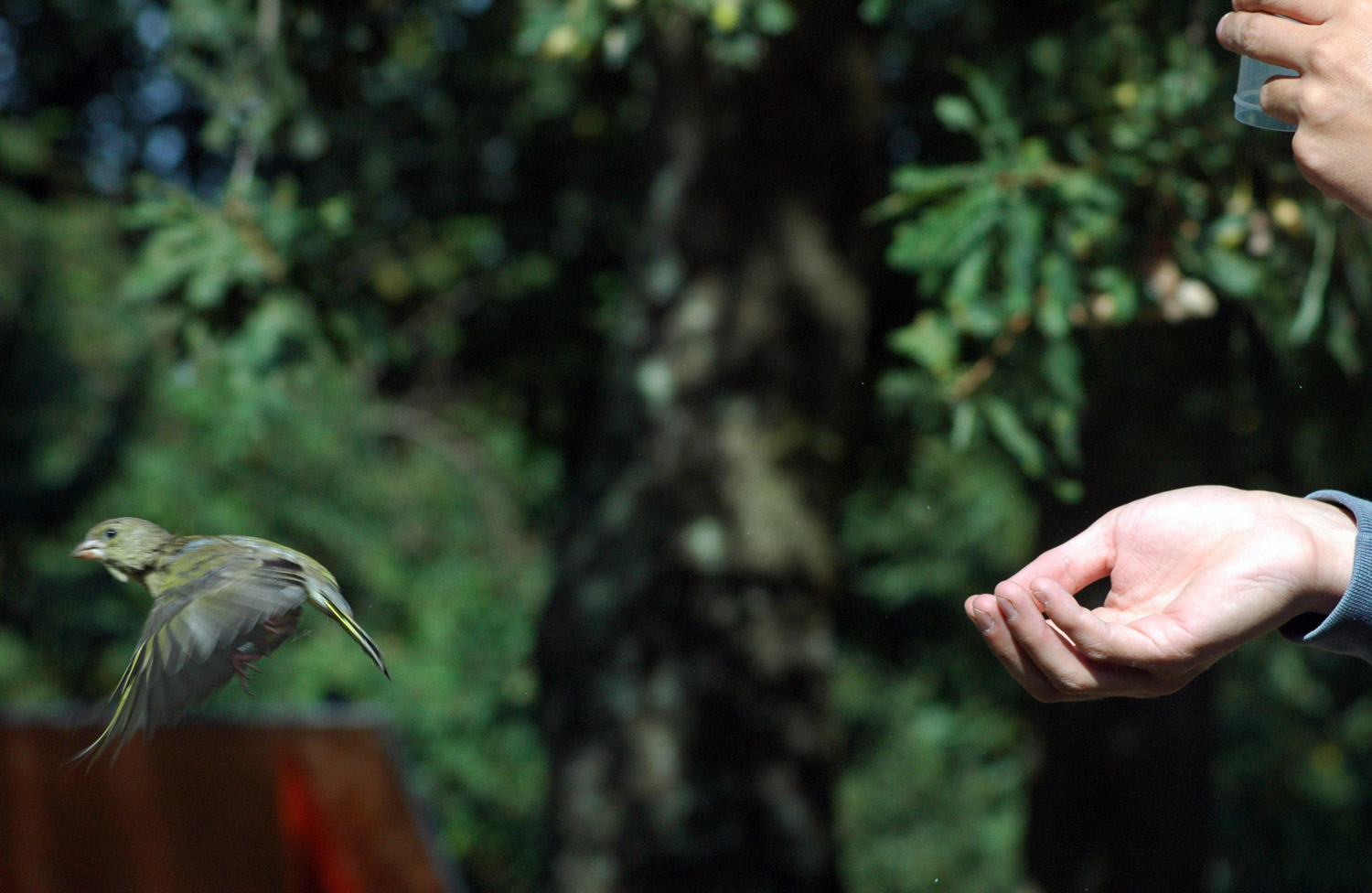 Anilhagem científica de aves selvagens