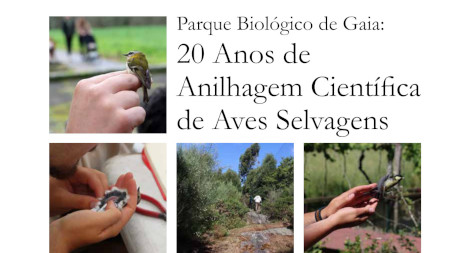 Celebração: 20 anos de anilhagem