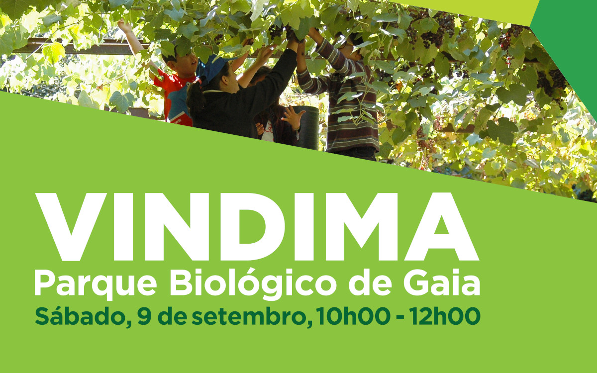 Vindima - inscrições esgotadas