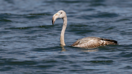 Flamingo recuperado 