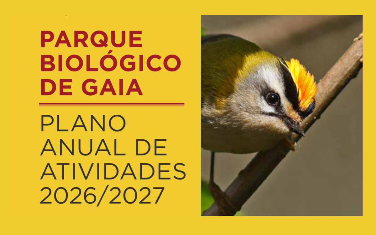 PLANO DE ATIVIDADES