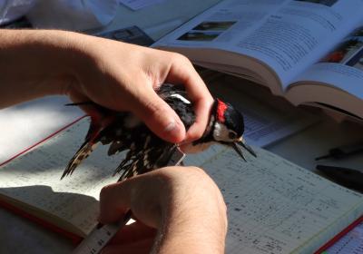 Maio | anilhagem científica de aves selvagens