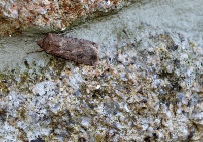 7018agrotis Segetum