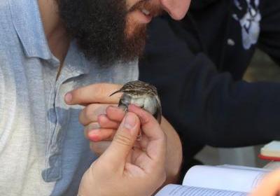 Novembro 2024 | anilhagem científica de aves selvagens