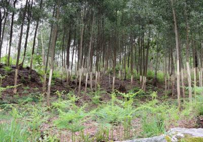 Jg 7302 Descasqueacacias