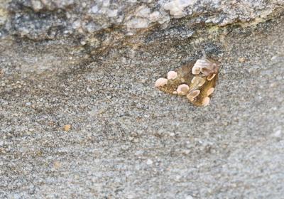 Estação de borboletas noturnas | outubro de 2025