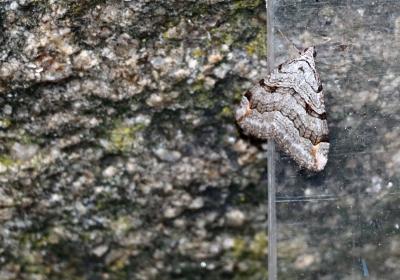 Estação de borboletas noturnas | novembro de 2025