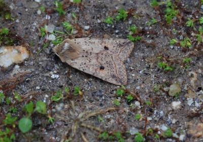 Estação de borboletas noturnas | dezembro de 2025