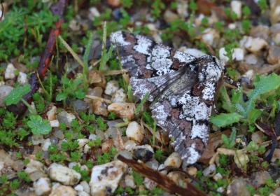 Estação de borboletas noturnas | fevereiro de 2026