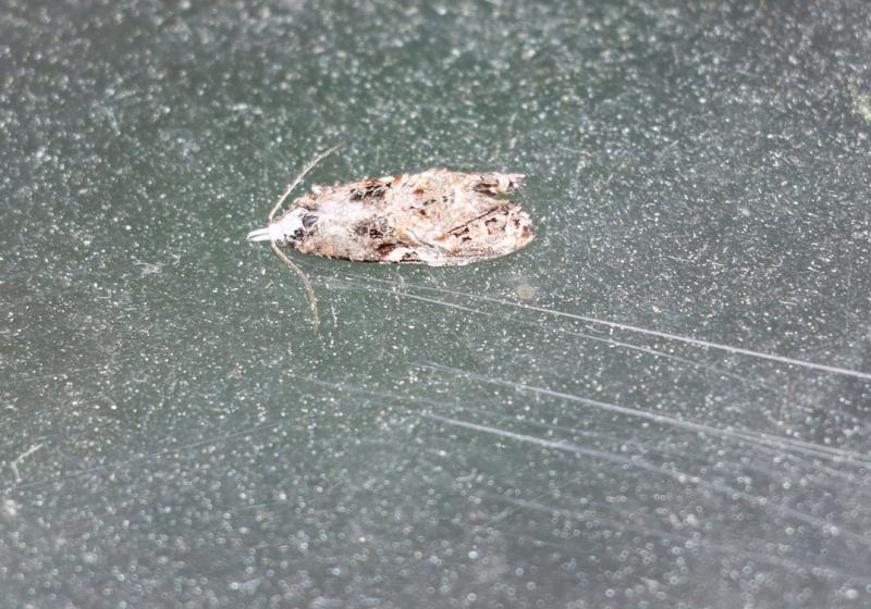  7805 Phtheochroa Rugosana Conf Jn