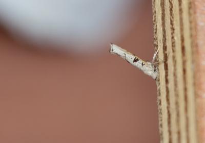  7831 Distagmos Ledereri Jnunes