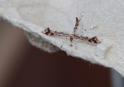  7969 Amblyptilia Acanthadactyla