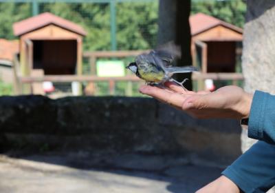 Março 2026 | anilhagem científica de aves selvagens