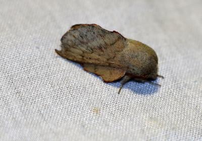  8470 Phyllodesma Suberifolia