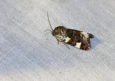  8510 Acontia Lucida