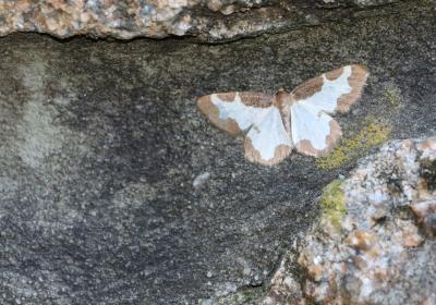 Estação de borboletas noturnas | abril de 2026