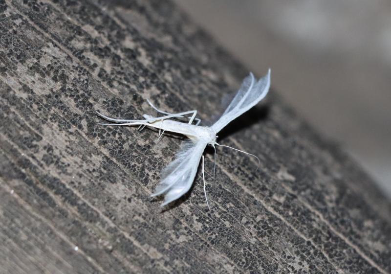 3889 Pterophorus Pentadactyla