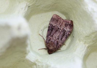  4010