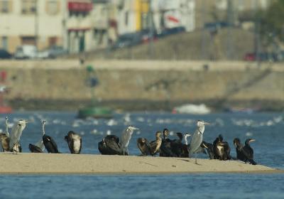 Garcas Reais E Corvos Marinhos