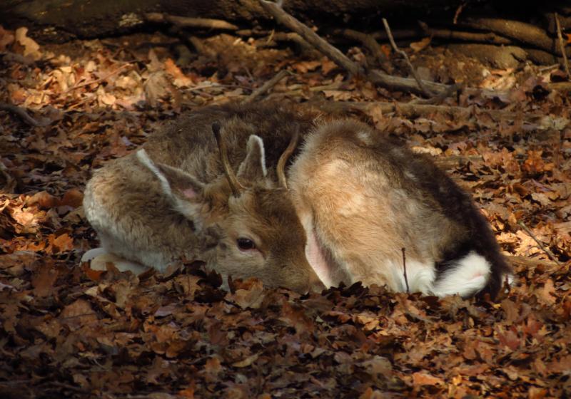 Image00081