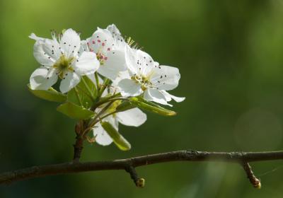 Image00084