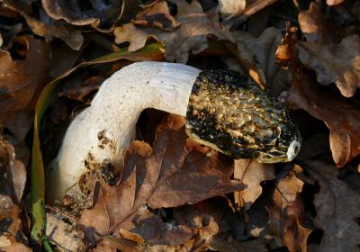 Phallus Impudicus