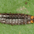 Luciola-larva.jpg