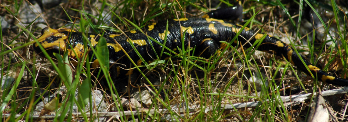 Salamandra-de-pintas-amarelas